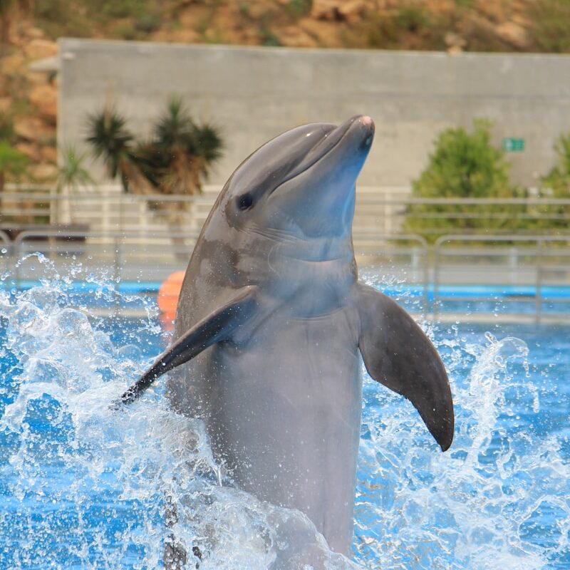 a dolphin is jumping out of the water